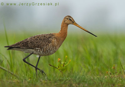 Rycyk - limosa limosa