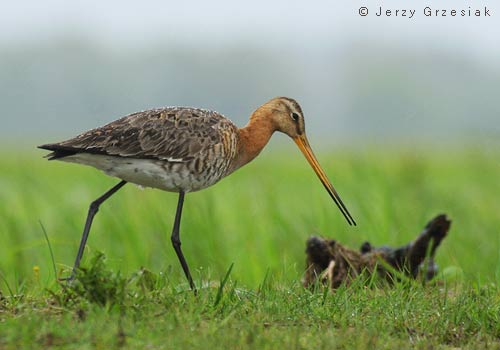 Rycyk - limosa limosa