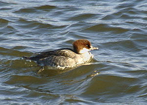 Bielaczek - Mergus albellus