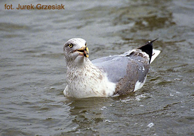 Mewa srebrzysta - Larus argentatus