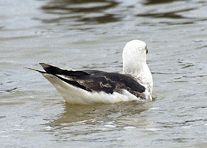 Mewa siodata - Larus marinus