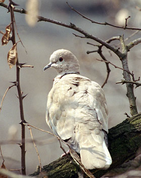 Sierpwka - Streptopelia decaocto