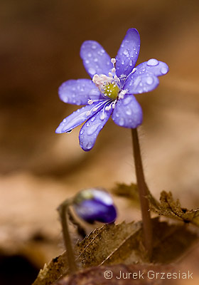 Przylaszczka pospolita - Hepatica nobilis