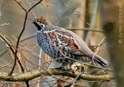 Jarząbek - Bonasa Banasia Jarząbek - Bonasa Banasia