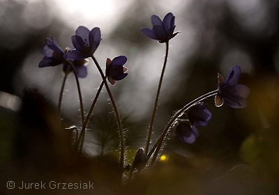 Przylaszczka pospolita - Hepatica nobilis