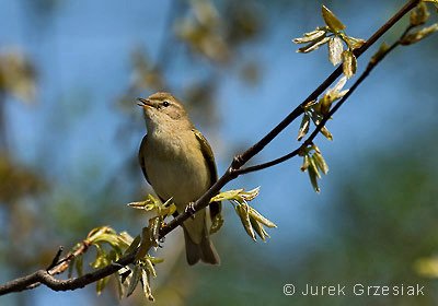 Piecuszek - Phylloscopus trochilus