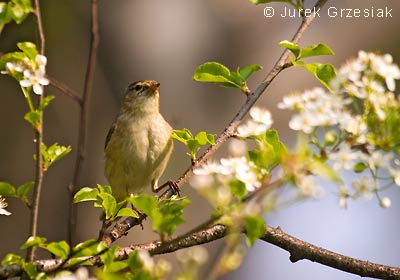 Pierwiosnek - Phylloscopus collybita