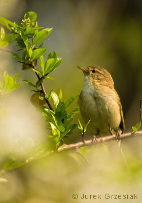 Pierwiosnek - Phylloscopus collybita