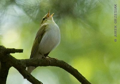 wistunka lena - Phylloscopus sibilatrix