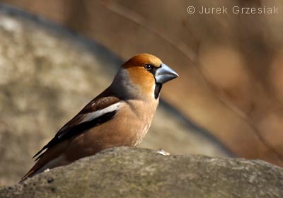 Grubodziób - Coccothraustes coccothraustes Grubodziób - Coccothraustes coccothraustes