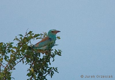 Kraska - Coracias garrulus Kraska - Coracias garrulus