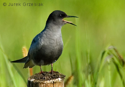 Rybitwa czarna - Chlidonias niger