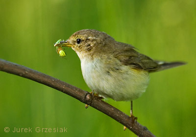 Piecuszek - Phylloscopus trochilus