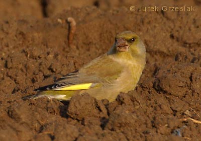 Dzwoniec - Carduelis chloris