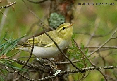 wistunka lena - Phylloscopus sibilatrix