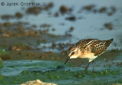 Biegus malutki - Calidris minuta