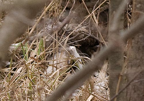 Gronostaj - Mustela erminea Gronostaj - Mustela erminea