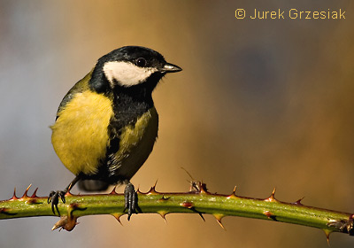 Sikorka bogatka - Parus major