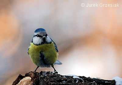 Sikorka modraszka - Parus caeruleus