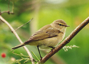 Pierwiosnek - Phylloscopus collybita