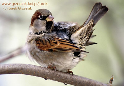 Wrbel domowy - Passer domesticus