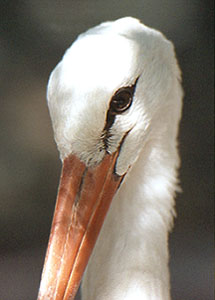 Bocian biay - Ciconia ciconia