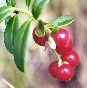 Borwka brusznica - Vaccinium vitis-idaea