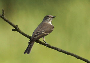 Muchowka szara - Muscicapa striata