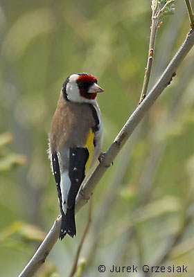 Szczygie - Carduelis carduelis