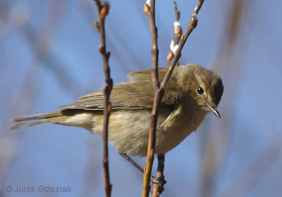 Pierwiosnek - Phylloscopus collybita