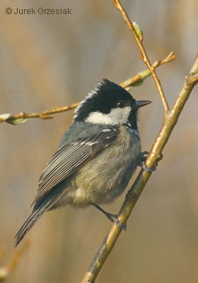 Sikora sosnwka - Parus palustrlis