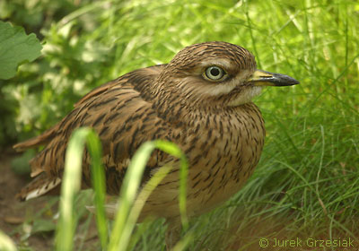 Kulon - Burhinus oedicnemus Kulon - Burhinus oedicnemus