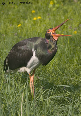 Bocian czarny - Ciconia nigra