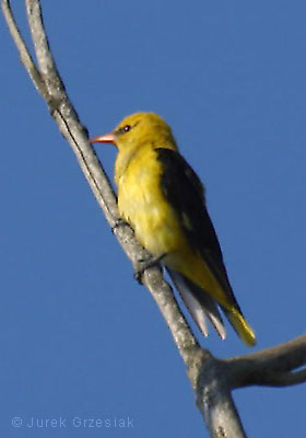 Wilga - Oriolus oriolus Wilga - Oriolus oriolus