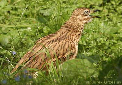 Kulon - Burhinus oedicnemus