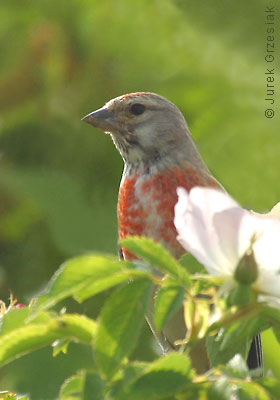 Makolgwa - Carduelis cannabina