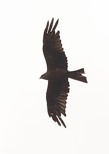 Kania Czarna - Milvus migrans