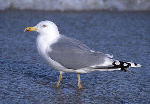 Mewa biaogowa - Larus marinus