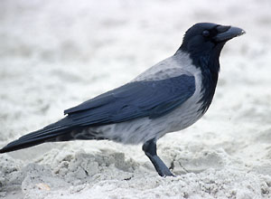 Wrona siwa - Corvus corone cornix