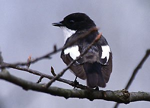 Muchowka aobna - Ficedula hypoleuca