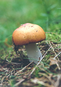 Gobek mierdzcy - Russula foetens