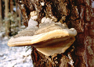 Pniarek obrzeony - Fomitopsis pinicola