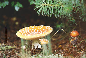 Muchomor czerwony - Amanita muscaria