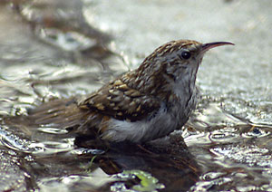 Pezacz ogrodowy - Certhia brachydactyla