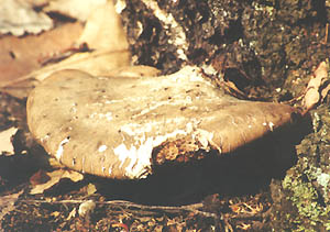 Porek brzozowy - Piptoporus betulinus