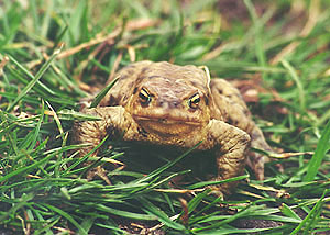 Ropucha szara - Bufo bufo