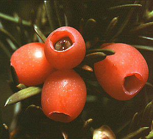 Cis pospolity - Taxus baccata Cis pospolity - Taxus baccata