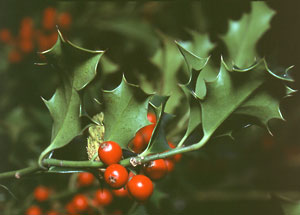 Ostrokrzew kolczasty - Ilex aquigolium