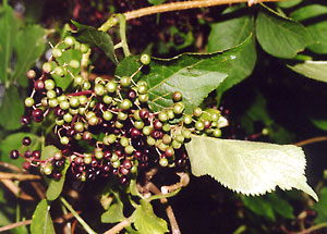 Bez czarny - Sambucus nigra