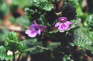 Bluszczyk kurdybanek - Glechoma hederacea